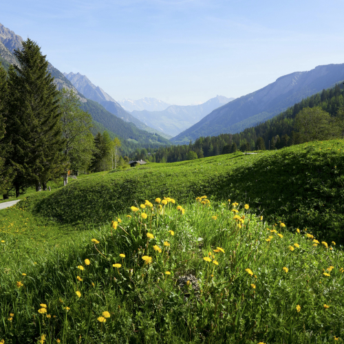 val ferret