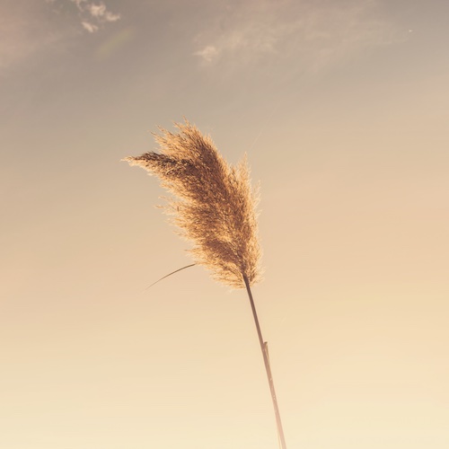 pratique de la pleine conscience | O'Centre Formation